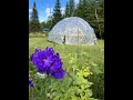 Edensreturn north curtis michigan farm update 82822