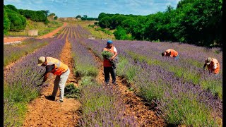 Melen Botanik Vadisi