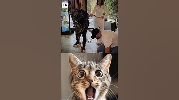 give this video title ( warning answer ) #cat s#meme #dance #trending