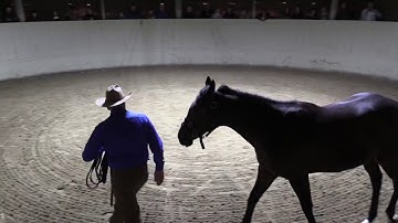 Монти Робертс - техника "объединения" Join-Up | перевод, титры | гуманный метод работы с лошадью