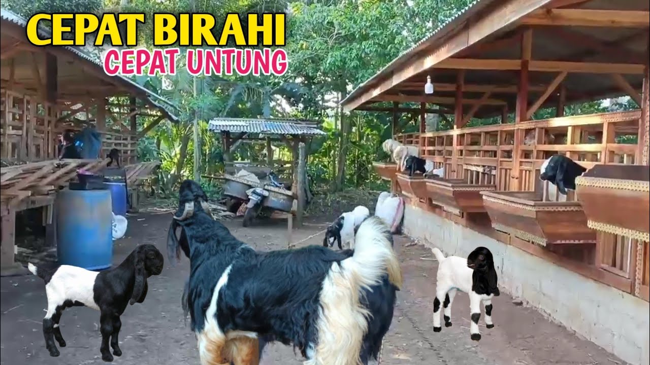 Cara Ampuh Untuk Membuat Kambing Cepat Birahi Dan Bunting Lagi