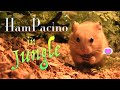 Ham Pacino in the jungle - ハムパチーノ in ジャングル