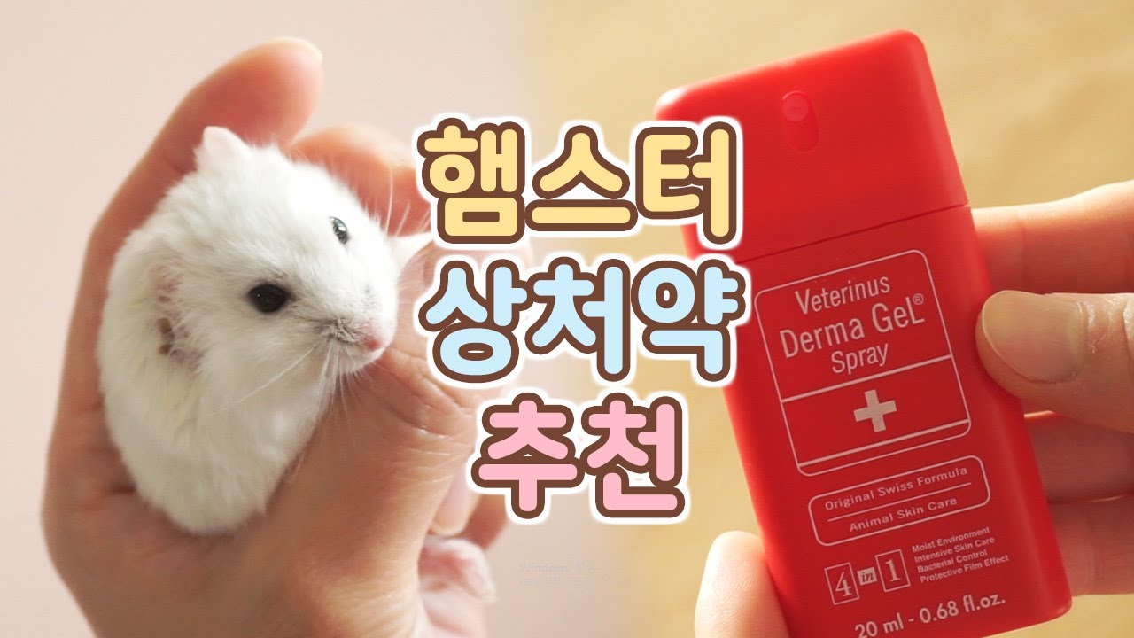 eng)햄스터가 다쳤어요. 상처약 추천! 햄스터 약먹이기 My hamster is hurt. Giving Medicine to