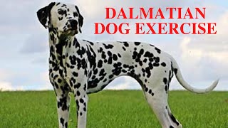 Dalmatian Dog Exercise [Needs and Ideas]