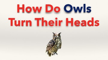 How do Owls Turn their Heads