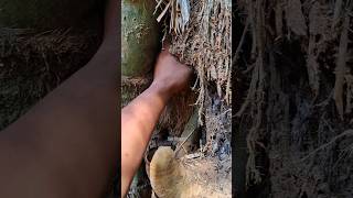 This animal hides for fear of being eaten by predators #shortsfeed