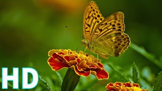 Bướm Và Hoa | Video HD miễn phí - Không  bản quyền screenshot 4
