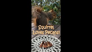 Squirrel love to eat Pecans