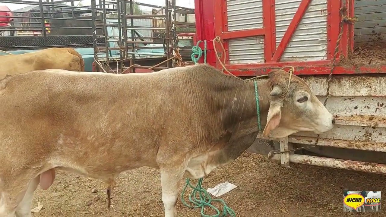RANCHO LAS TABLAS, ASTA EL TOPE DE GENTE EN LOS BORREGOS Y EL GANADO PESADO,HOY 23 DE DICIEMBRE 2025