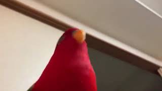 Красный попугай мем сборка 2