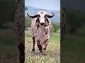 Gau Gaumata 🐄🙏🚩 #funny #comedy #cow #shorts#