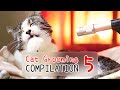 3 hours  asmr cat grooming compilation vol 5  curry sugar meow