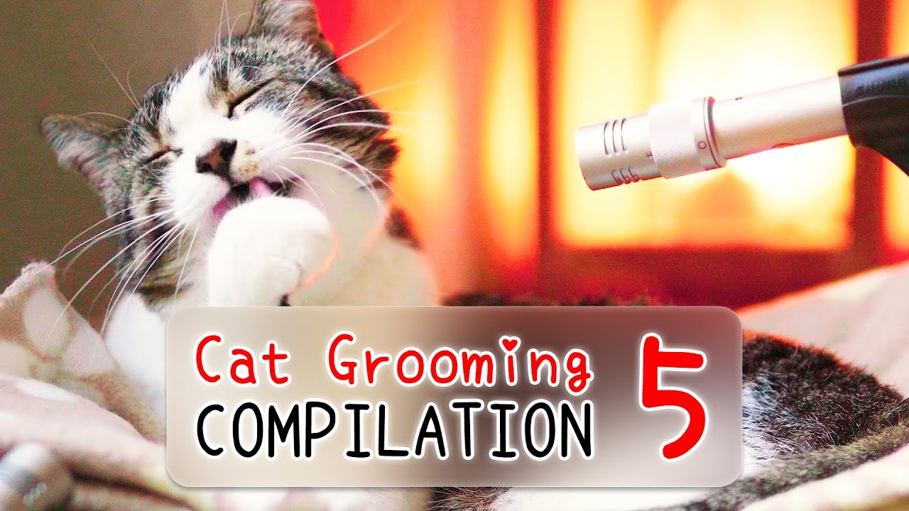 [3 HOURS] 🎧 ASMR Cat Grooming Compilation Vol. 5 | Curry Sugar Meow