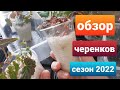 Обзор черенков /Что черенкую на сезон 2022/ Черенки вегетатмвных цветов