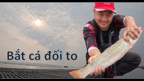 Cá đối nhòng size khủng - cách câu hiệu quả nhất - Điểm câu Quảng Yên