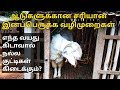 ஆடுகளுக்கான சரியான இனப்பெருக்க வழிமுறைககள் - Goat mating methods