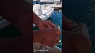 How to Fish The Dropper Loop for Yellowtail (LIVE Bait)