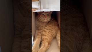 #funnycats #cat #suncats #redcat
