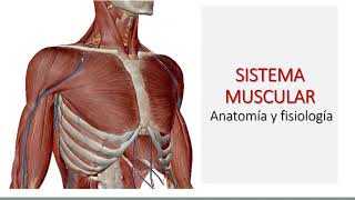 Articulaciones y músculos