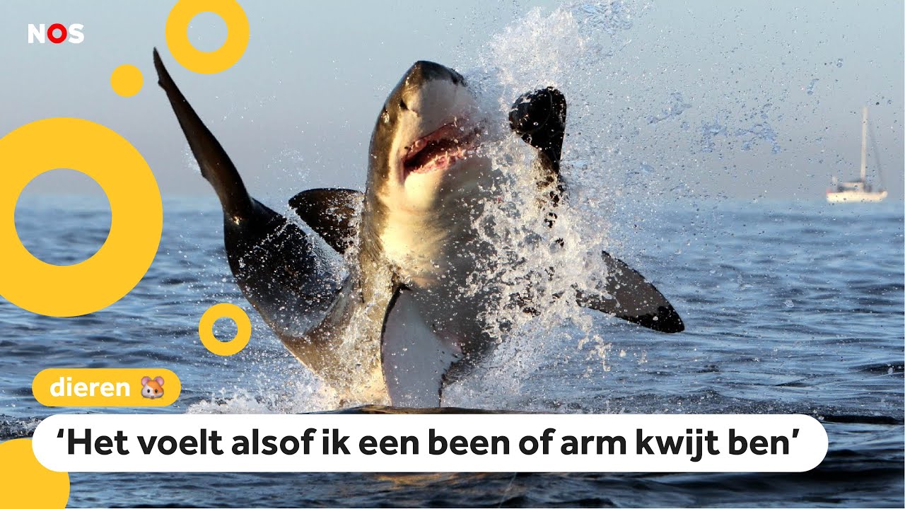 Mysterie: Waar zijn alle witte haaien gebleven? - YouTube