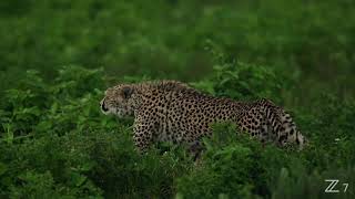 Hunt By A Cheetah Shot On Nikon Z 7 By Shaaz Jung