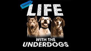 LIFE WITH THE UNDERDOGS - Revisiting the Wolfdogs (Season 2, Ep 1)