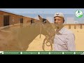 تربية الخيول في ريف الرقة تنظيف الخيل وتغذية وصحة 