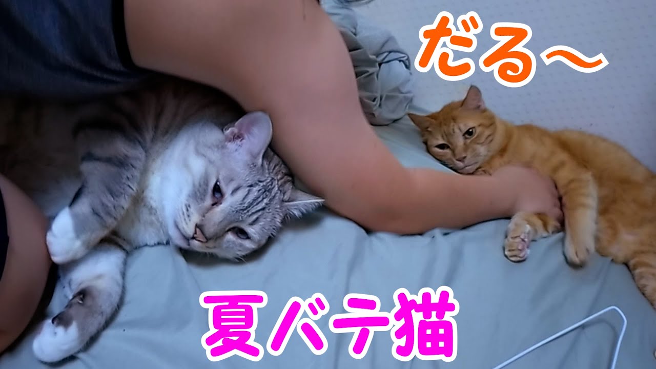 ダルダル夏バテ猫