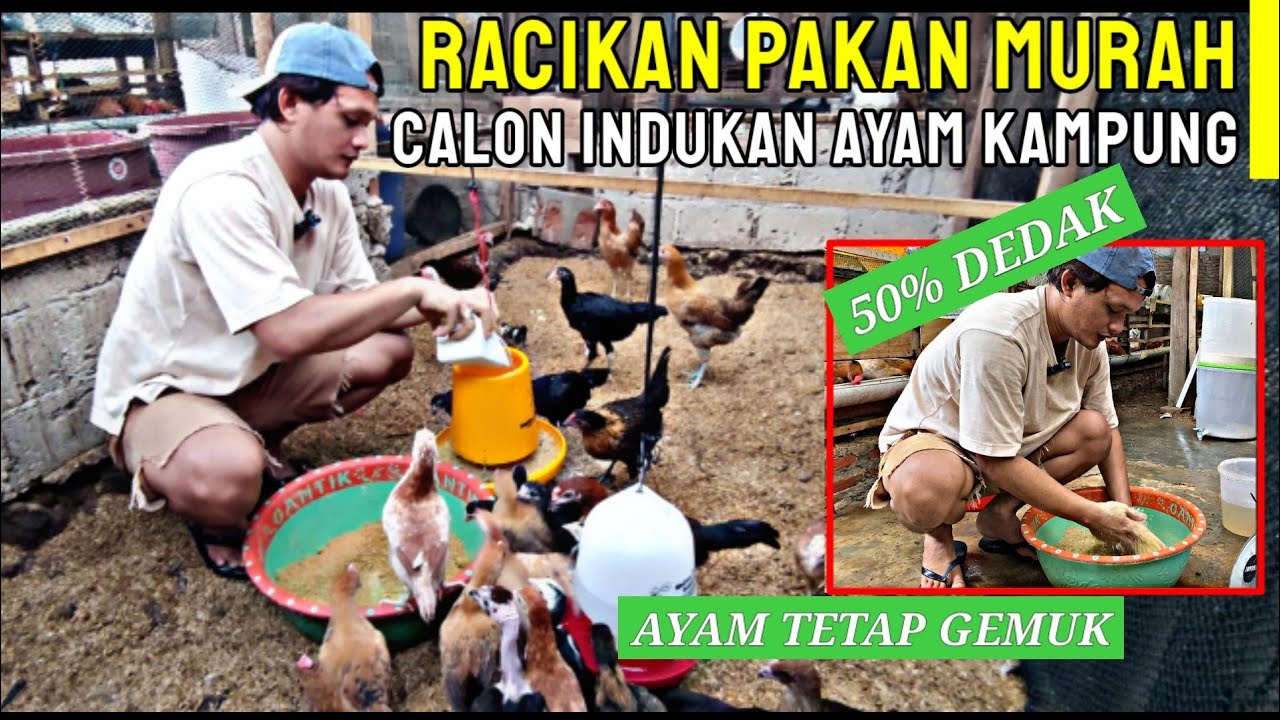 PAKAN ALTERNATIF MURAH UNTUK CALON INDUKAN AYAM KAMPUNG !!