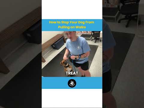 How to Stop Pulling on Walks
