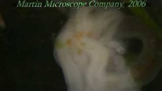 Planaria eating worm segment
