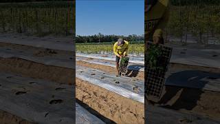 Simple techniques for transplanting plant seedlings -Agriculture farming #shorts