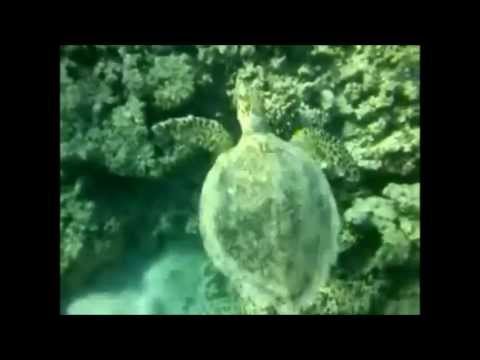 # Aqaba Jordan # Red sea # Snorkelling @ Japanese Gardens Coral Reefs - Marine life