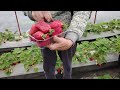 Strawberry Picking For Residents Of Mykolaivka Samara District 