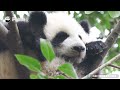 Cheng Feng's Perfectly Relaxing Day | iPanda