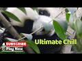 Cheng Feng's Perfectly Relaxing Day | iPanda