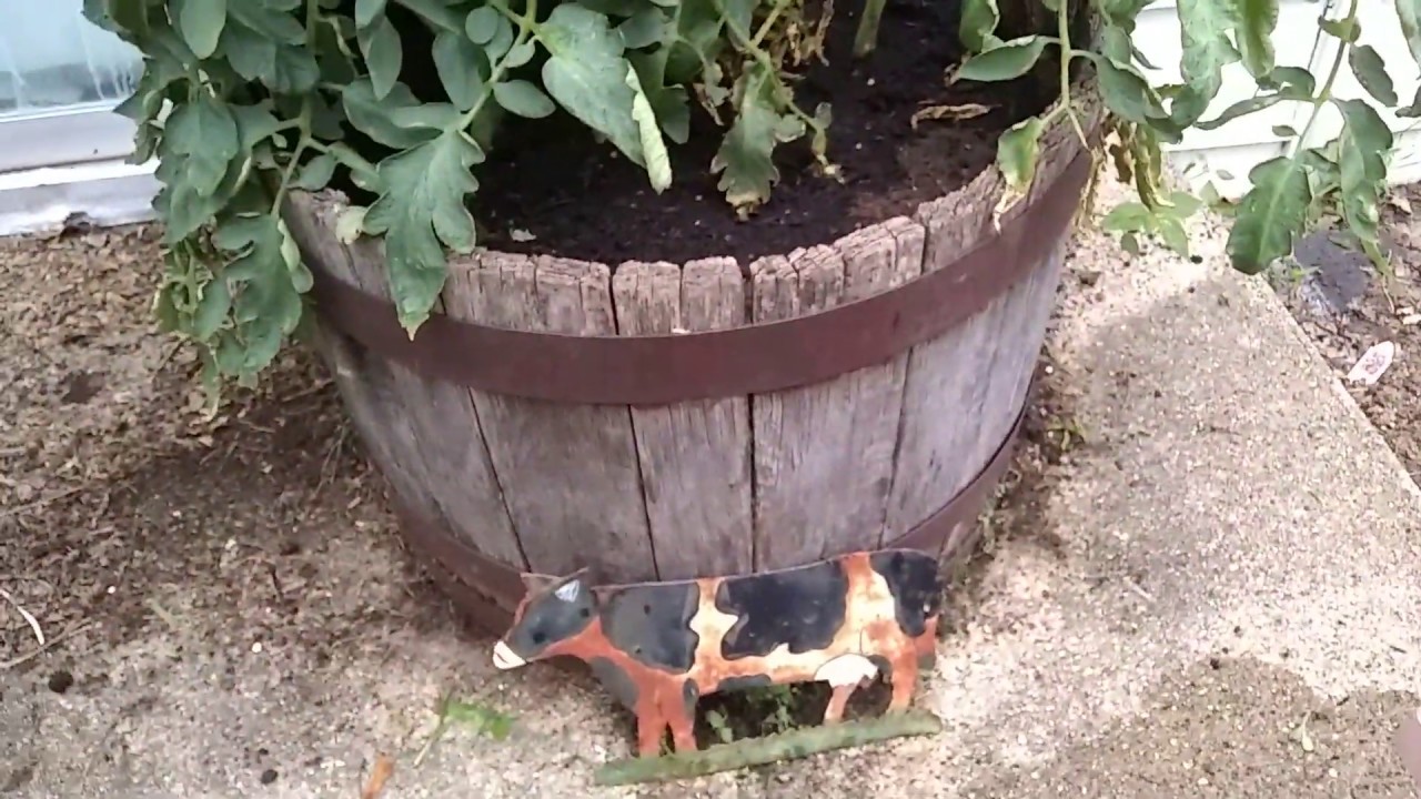 Growing Tomatoes, in a Whiskey Barrel!, Pt. 12, Nervous Nick YouTube
