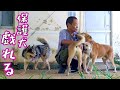 保護犬達とのひと時　後半行政への想い