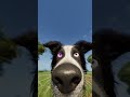 A COMPANION DOG Game Called HOUNDED! PLAY As A Border Collie! #shorts
