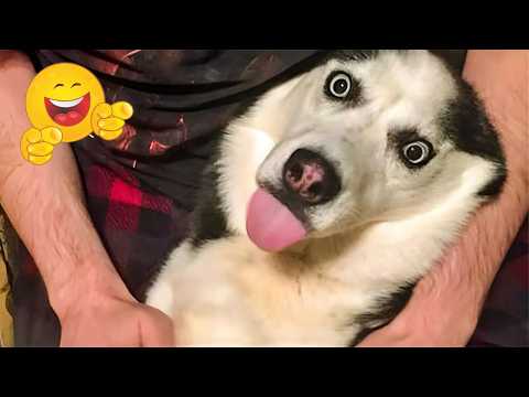 These Dog Videos of the Year Will Make You Laugh Way Too Hard 😂🐶