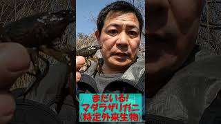 クローン、マダラザリガニ！まだいる！愛媛県松山市！みんなで拡散防止！ Marbled crayfish, Procambarus virginalis ≫生物ハンター加藤英明【公式】かとチャン
