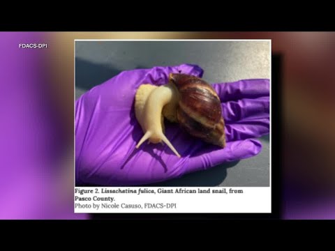 Snail known to carry meningitis-causing parasite found in Pasco County: FDACS