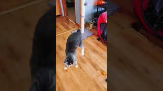 Watch This Hilarious Cat in Slow Motion: You Will Burst Into Laughter! Resimi