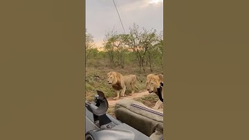 Three Male Lions on the Run!
