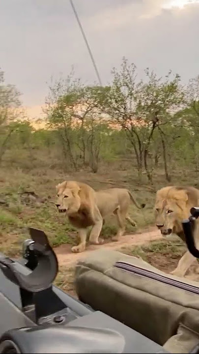 Three Male Lions on the Run!