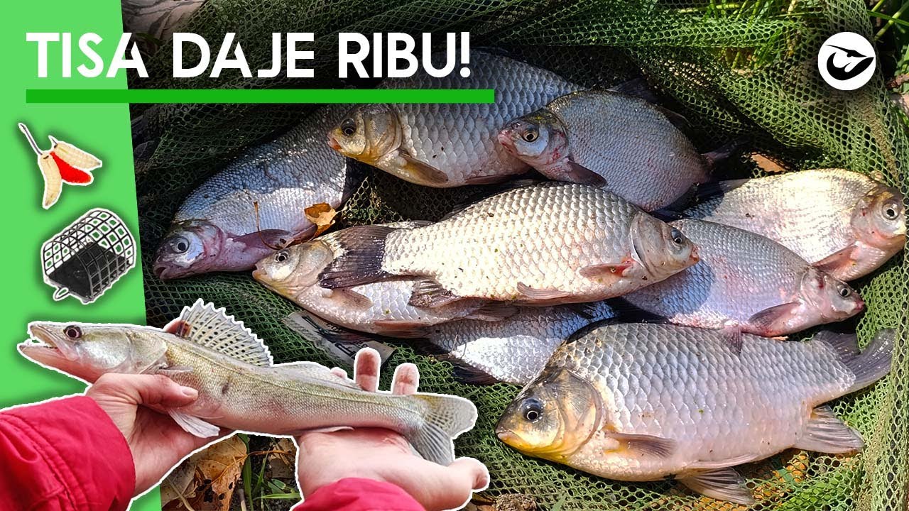 Pecanje bele ribe na Tisi! JAVIO SE I SMUDJ!