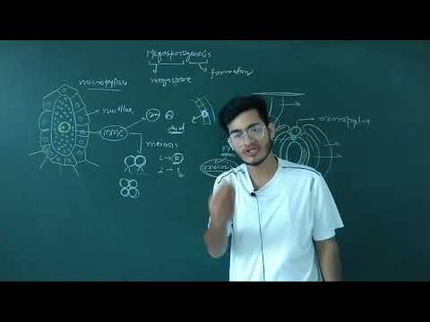 L10: Megasporogenesis Ft. Vipin Sharma