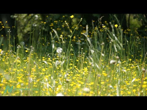 Best Food for Hay Fever (Seasonal Allergies)