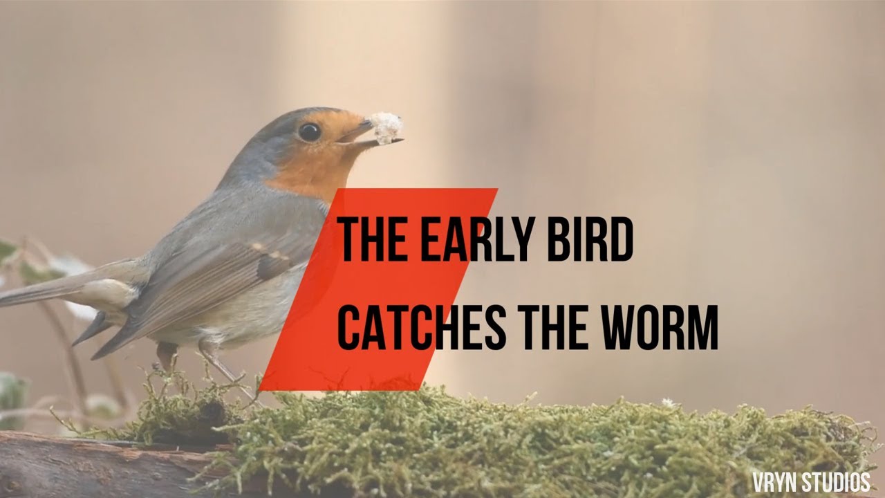 Birds catch. The early Bird catches the worm. Early Bird английский. Early Birds стартап. Early Bird catches the worn перевод.