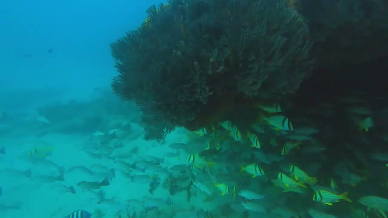 Scuba Diving West Palm Beach Narcosis 2 21 26